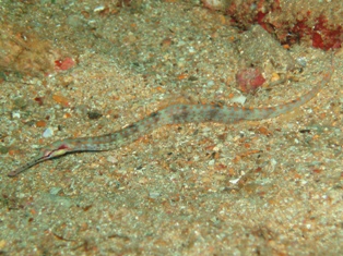Corytoichstys sp.